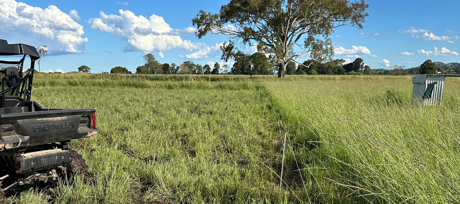 A paddock of low quality Giant Rats Tail grass that has been total grazed by cattle