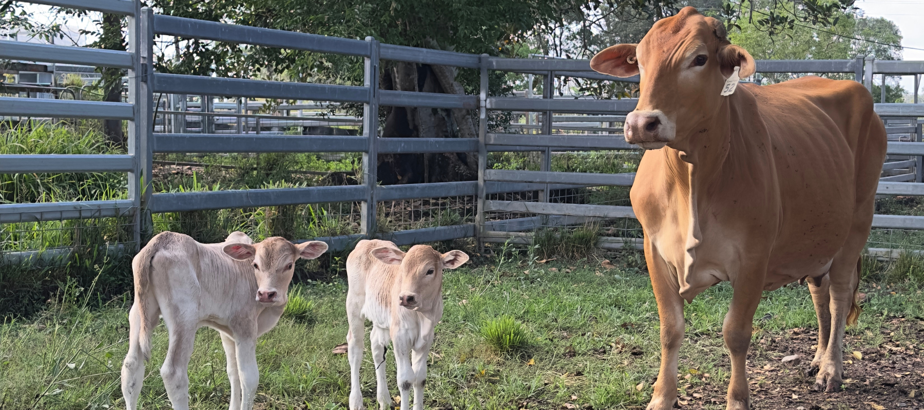 Forage Farms cow with Boran X twins