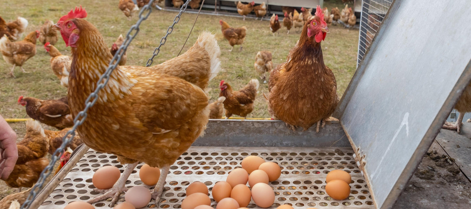 Hens and eggs on the egg collection area