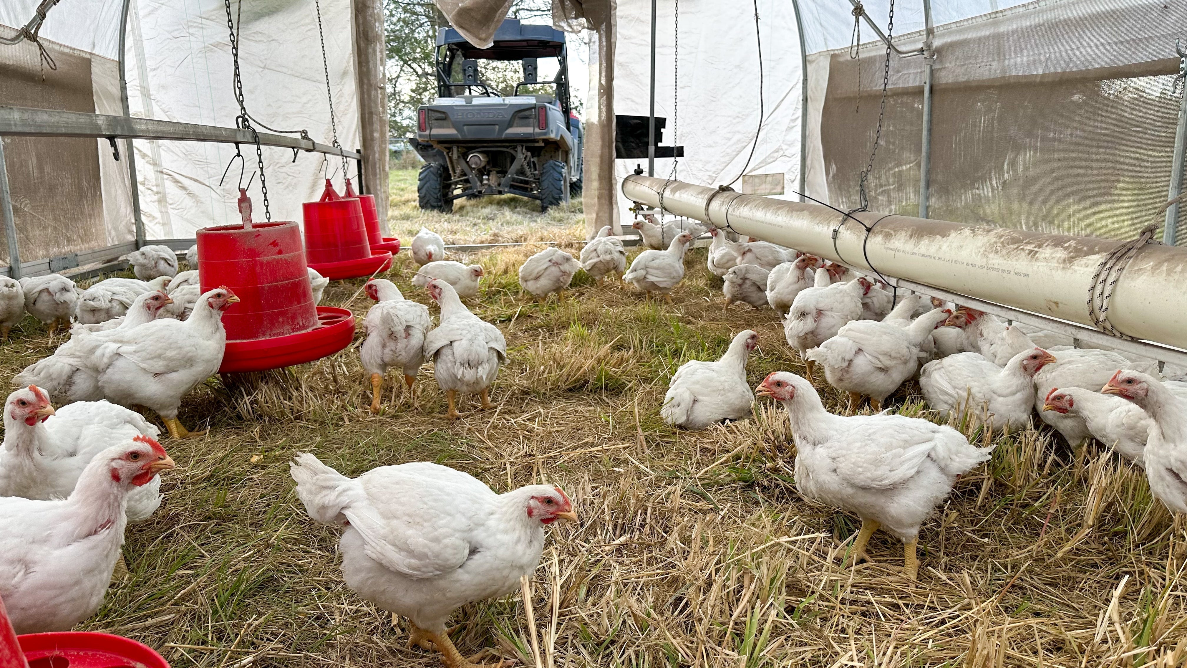 Pasture raised broilers in the paddock