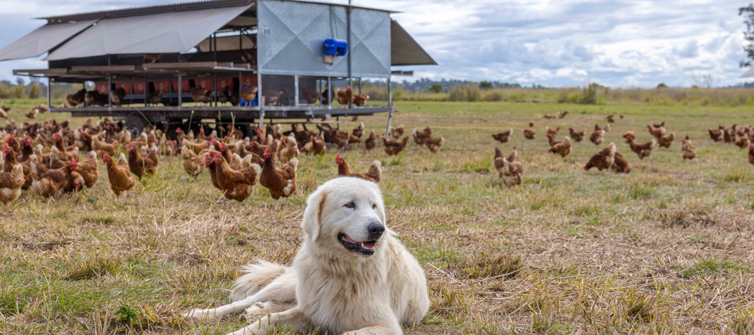 Pasture raised hens in the paddock with their Maremma livestock guardian dog "Max"