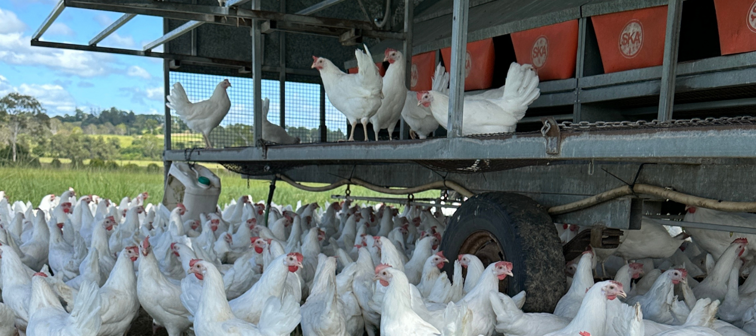 Lohmann LSL Classic hens in the paddock at Forage Farms