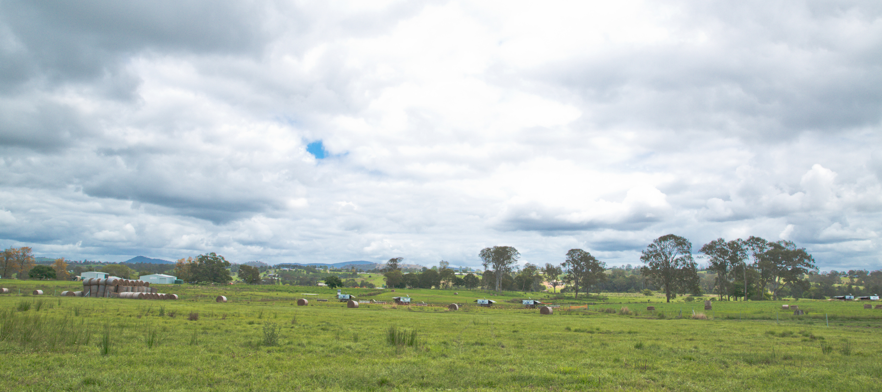 A Pasture-Raised Paddock at Forage Farms