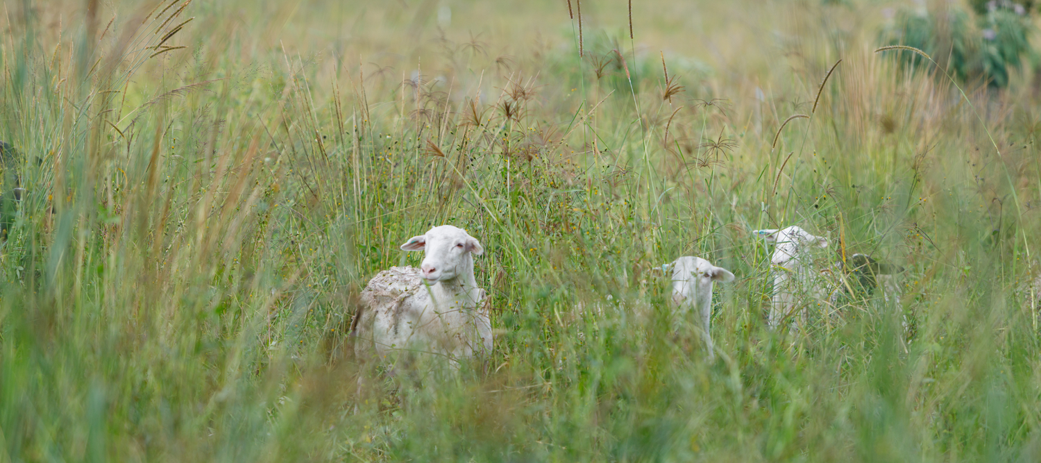Sheep in the paddock