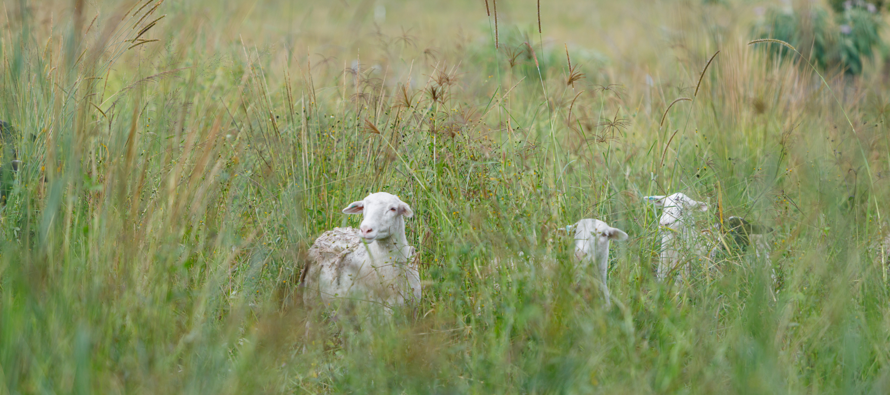 Sheep in the paddock