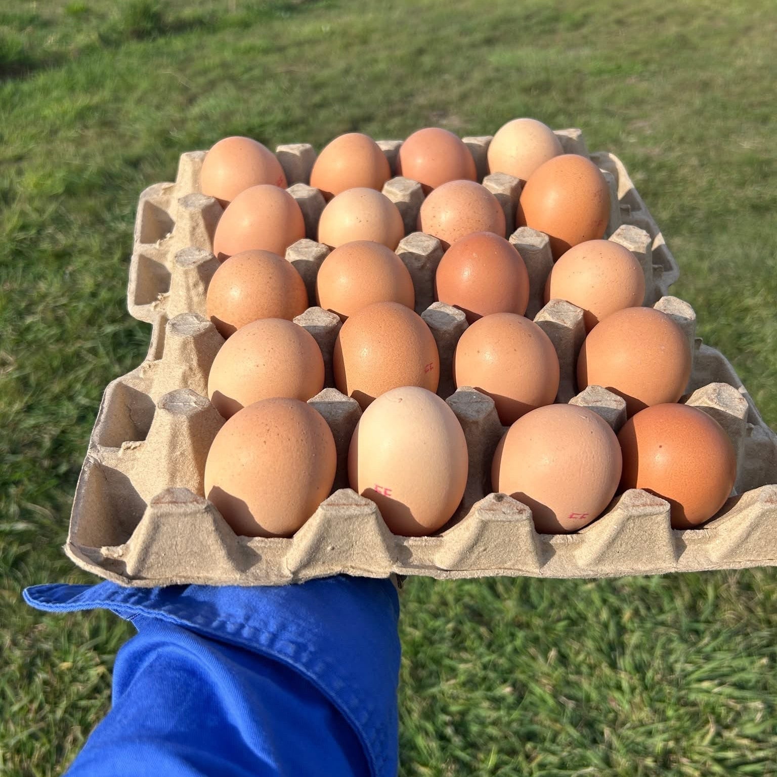 Box of Oversized Eggs