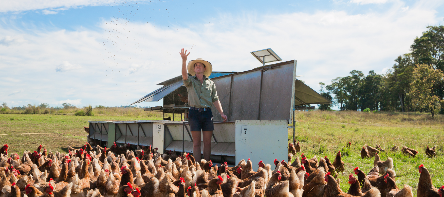 Pasture-Raised Chickens & Grain