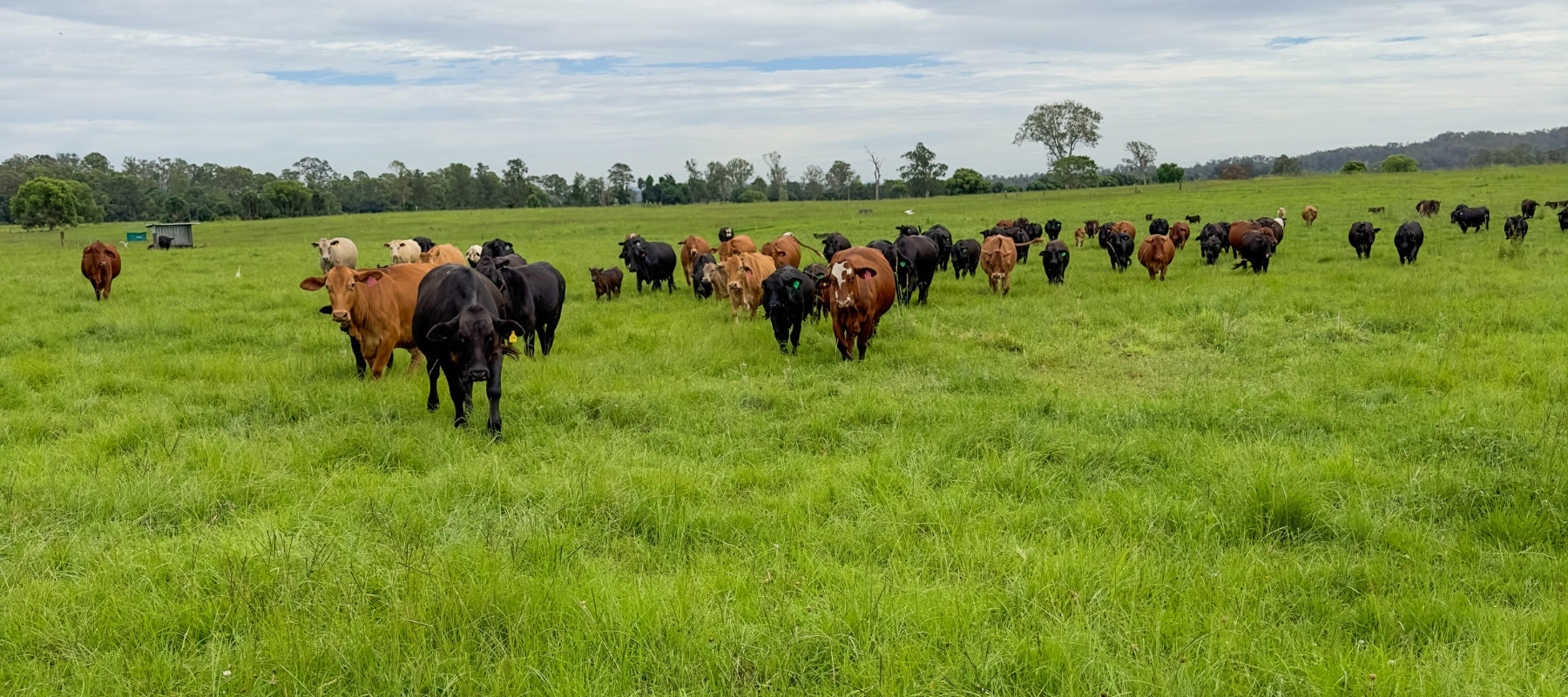 Forage Farms Cattle in Paddock