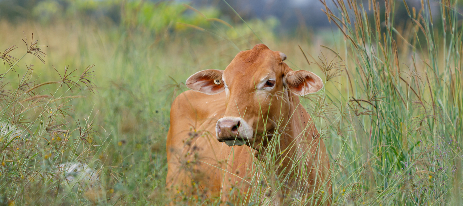 A cow in the pasture at the farm