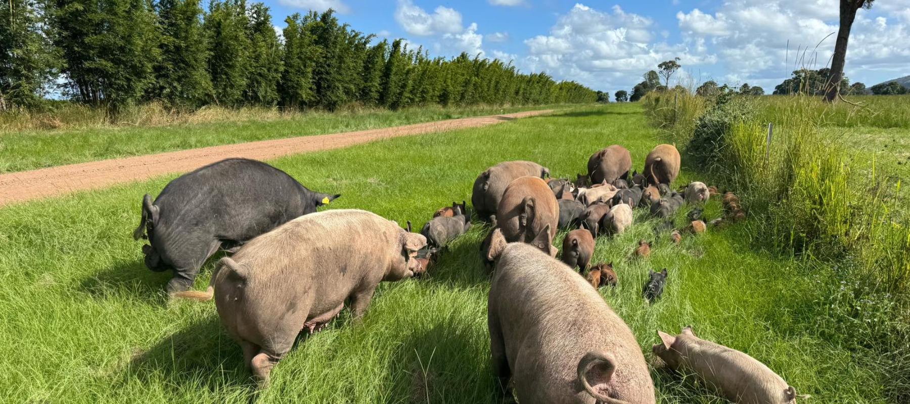 Summer 2025 Update from the farm