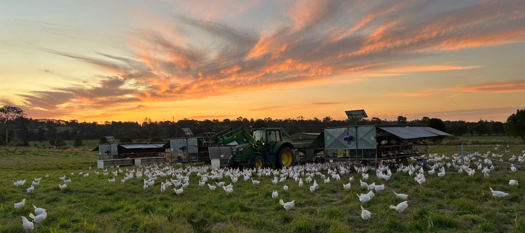 Our flock of Lohmann LSL Classsic hens being fed on dusk