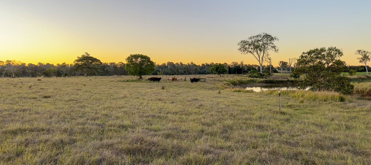 Winter Paddock at Forage Farms