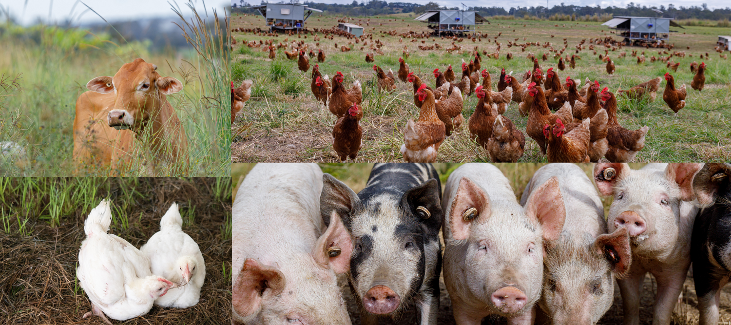 Grazing: The Benefits of Animal Diversity