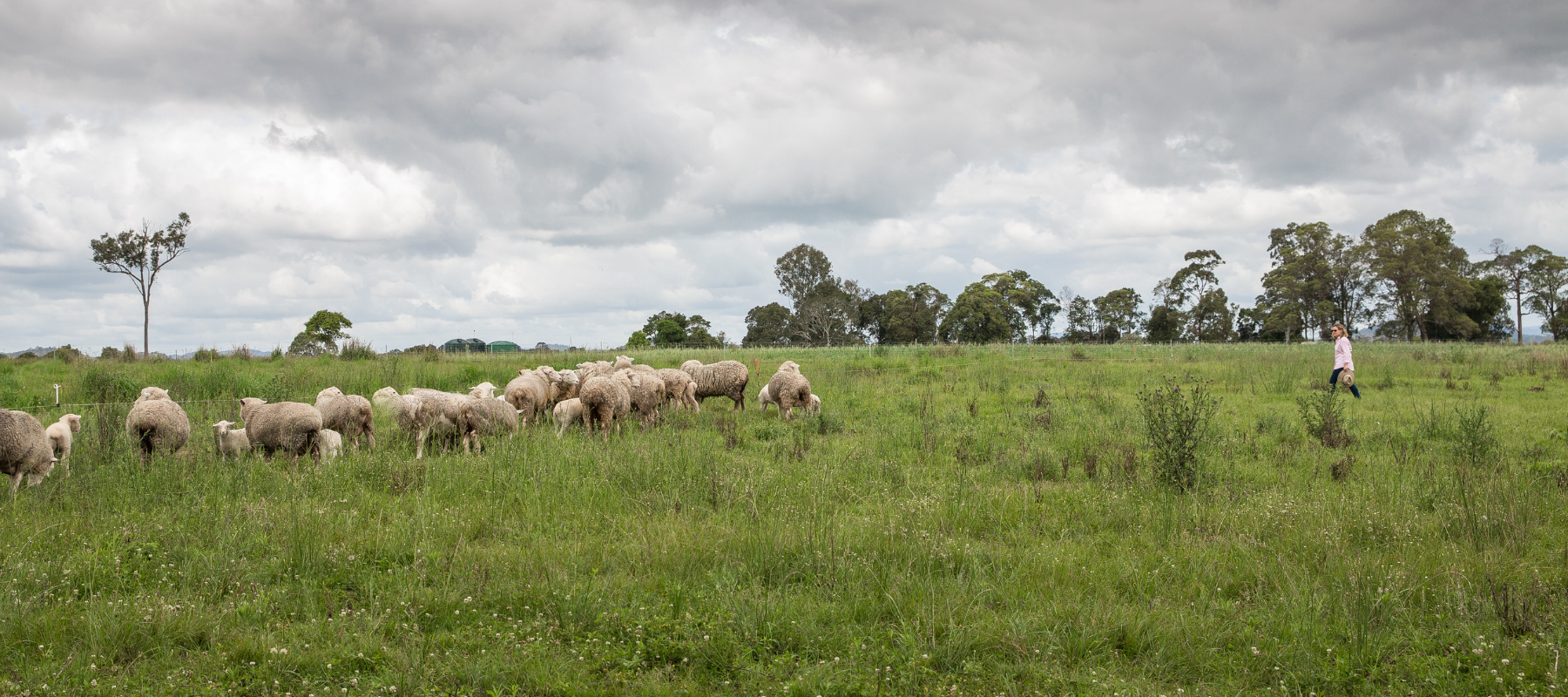 Happy sheep, delicious meat