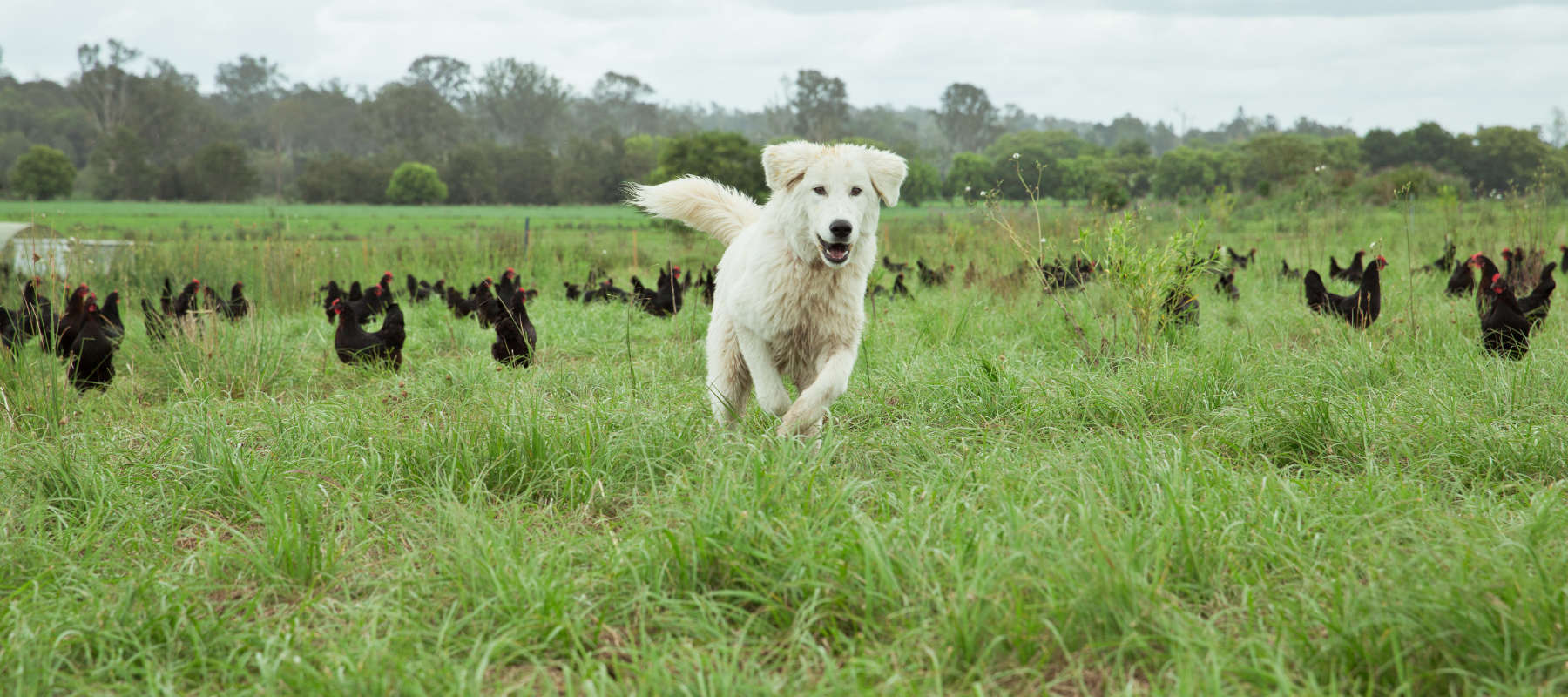 A Maremma Sheepdog with Forage Farms Pasture-Raised Hens