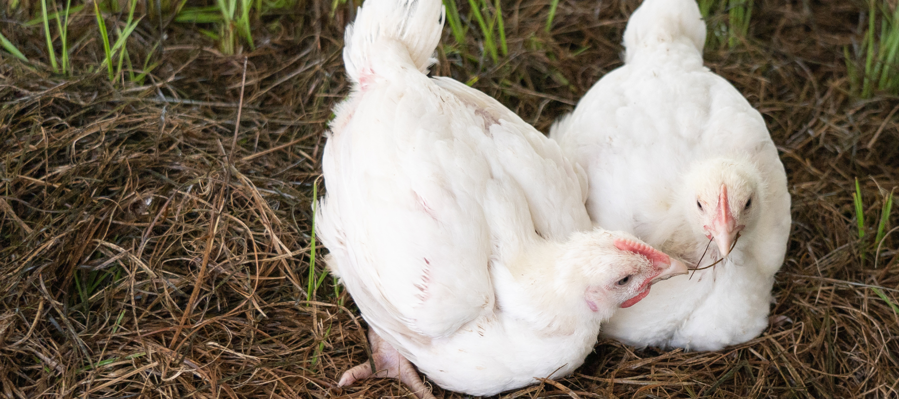 Forage Farms Pasture Raised Chickens