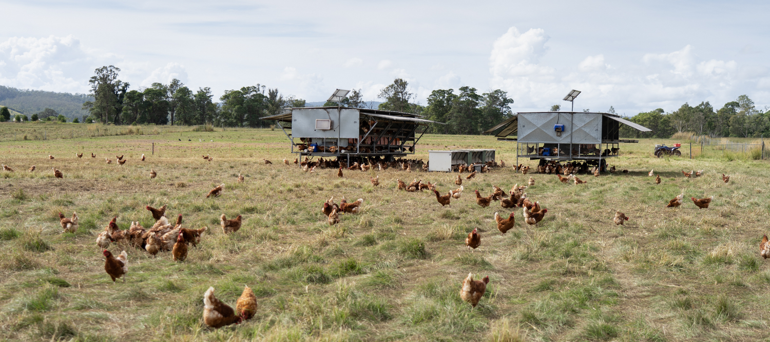 Pasture-Raised Hens at Forage Farms