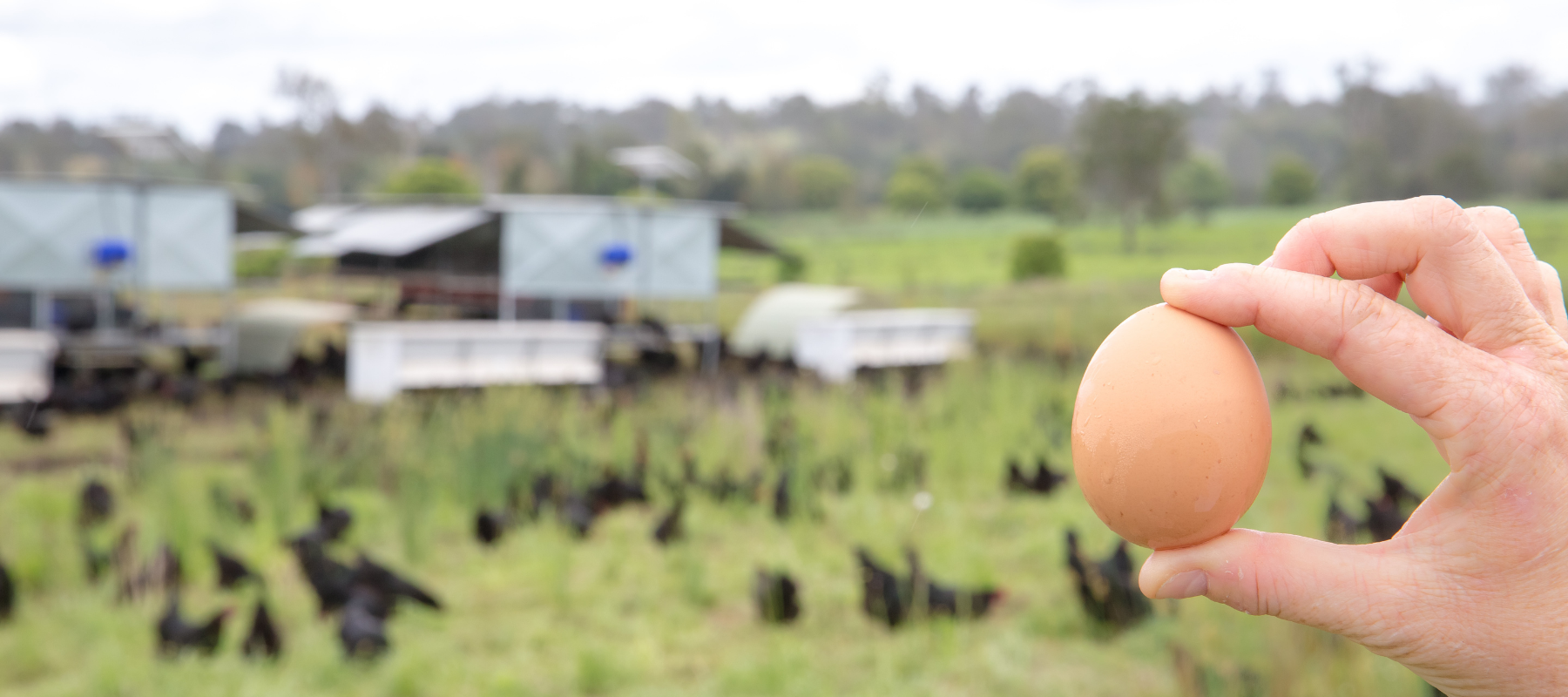 Pastured eggs: Better for chickens, better for us
