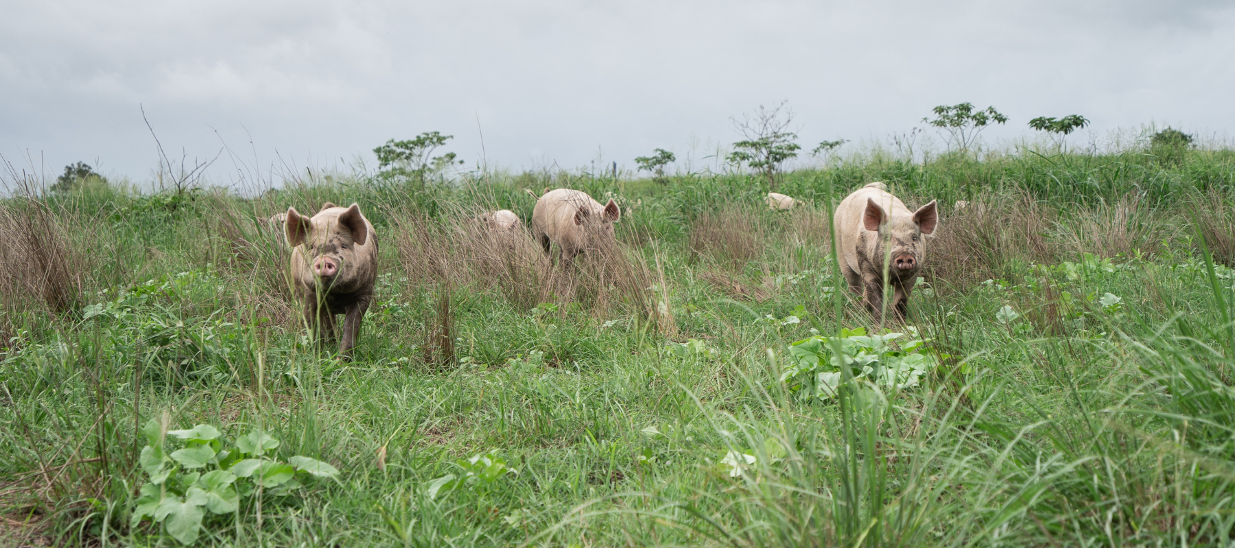 Pasture-Raised Pigs