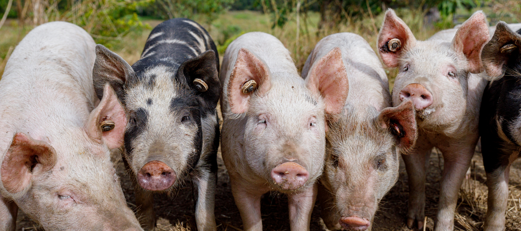 Pasture-Raised Animals in a Natural Sequence Farm