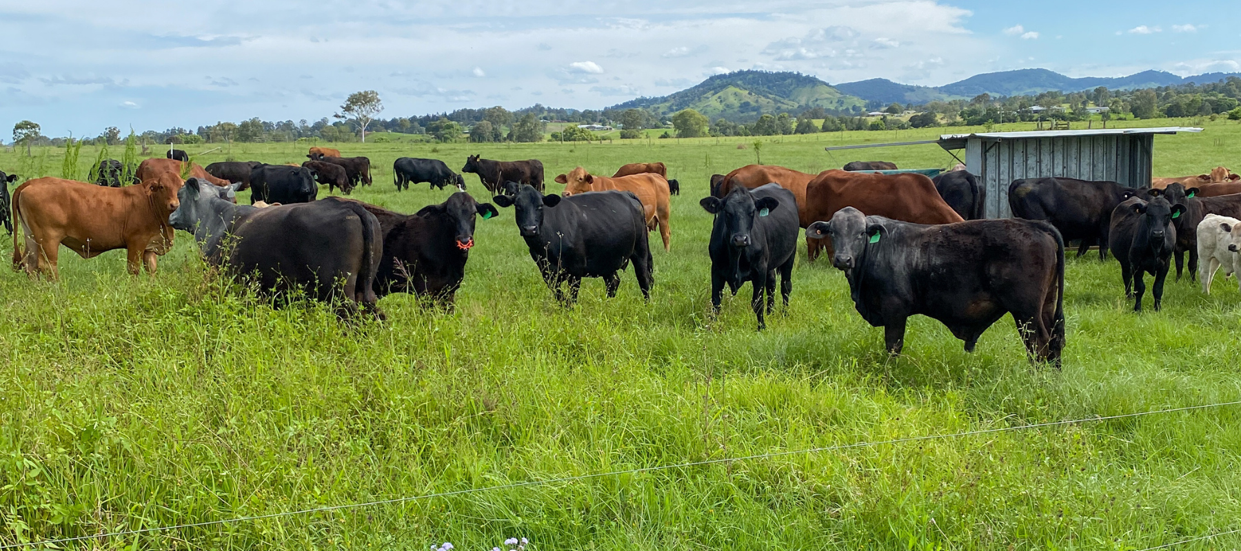 Cattle in the paddock with a mineral cart