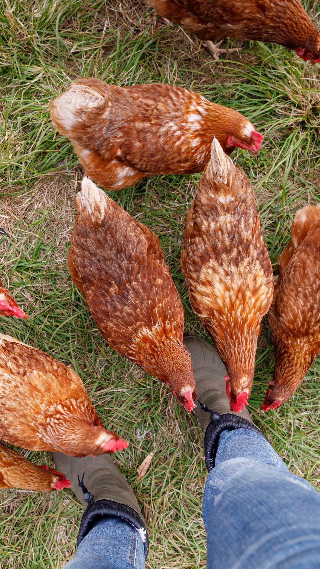 Chickens in the paddock vertical.jpg