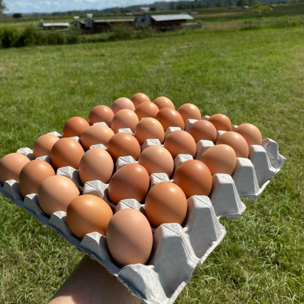 Box of 500g Eggs